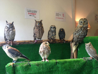 Illustration for article titled Who Thinks Japan's Owl Cafes Are a Hoot?
